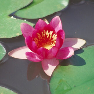 Hardy Water Lilly Froebell Red