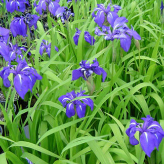 Iris Laevigata 'Royal Cartwheel' gallon pot