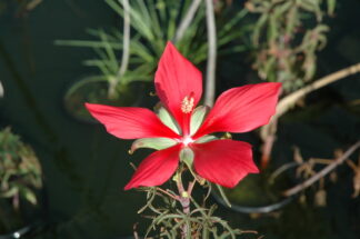 Hibiscus coccineus (Scarlet Rosemallow), gallon