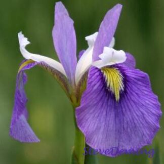 Iris 'Enfant Prodige' gallon