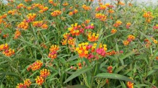 Asclepias curassavica (Mexican butterfly plant) gallon