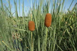 Typha laxmannii (graceful cattail) gallon