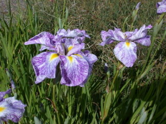 Iris ensata 'Geisha Gown', gal pot