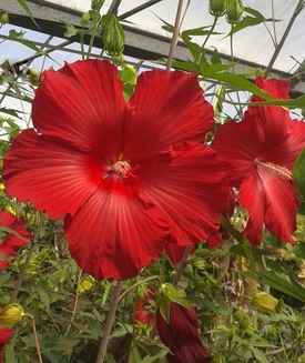 Hibiscus 'Fireball', gallon
