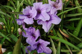 Ruellia brittoniana - Katie, (Dwarf Blue Bells), gallon
