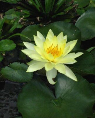 Hardy Water Lilly Sunrise Yellow
