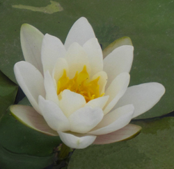 Hardy Water Lilly Hermine White
