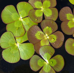 Marsilea mutica (variegated water clover)gallon, grown immersed