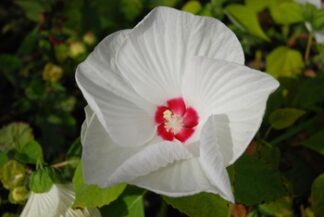 Hibiscus moschetus "Disco Belle White", gallon