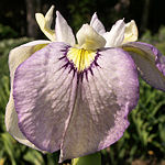 Iris pseudata 'Tsukiyono' Moonlit Field gallon pot