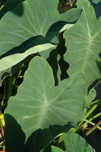Colocasia esculenta (green taro, elephant ear) gallon