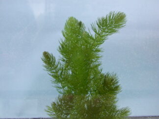 Ceratophyllum demersum (hornwort / coontail) 1 cup unbanded