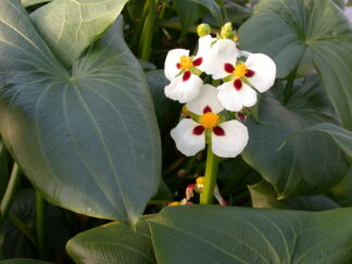 Sagittaria montevidensis (Aztec arrowhead) gallon