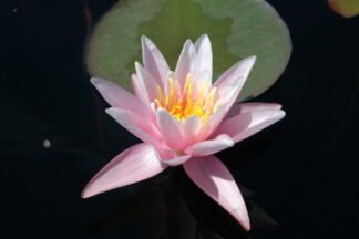 Hardy Water Lilly Pink Sensation