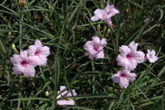 Ruellia brittoniana 'Chi Chi' (pink bells) gallon