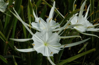 Hymenocallis liriosme (spider lily) gallon