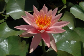 Hardy Water Lilly Colorado Salmon