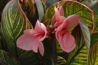 Canna 'Pink Sunburst' gallon