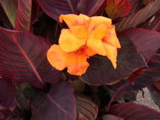 Canna 'African Sunset' gallon