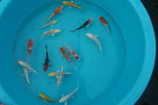 Mixed Select Koi 3"-4"