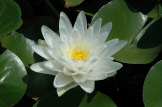 Hardy Water Lilly Perry's Double White