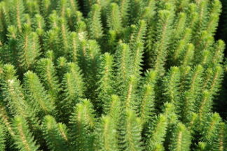 Hippuris species (feathery mare's tail) gallon