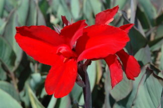 Canna 'Black Knight' gallon