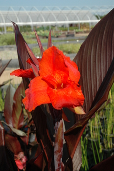 Canna 'Australia' gallon