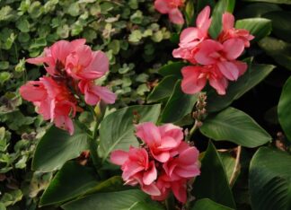 Canna 'Compact Pink' gallon