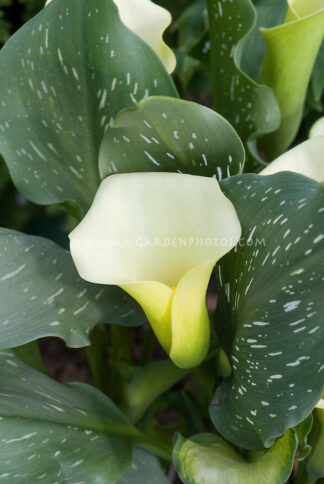 Zantedeschia aethiopica (gallon) 'Marshmallow' (speckled calla)