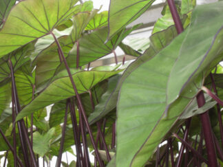 Colocasia esculenta 'Violet Stem' (violet stem taro) gallon
