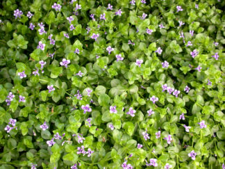 Lindernia grandiflora (blue moneywort) gallon