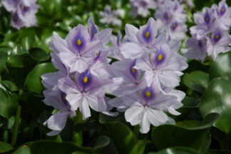 Eichhornia crassipes (water hyacinth)