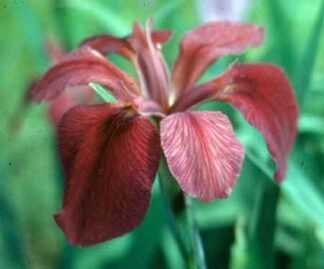 Iris Louisiana 'Cherry Bounce' Gallon